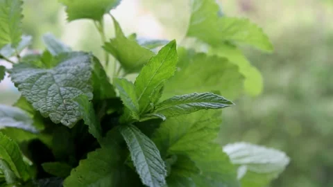 Young sprigs of medicinal mint and melissa plants Stock Footage 235604009