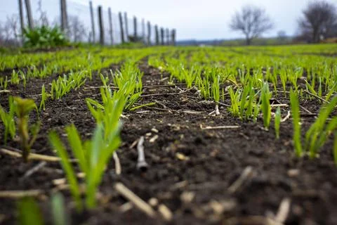 Young spring barley. Selective focus. Stock Photos