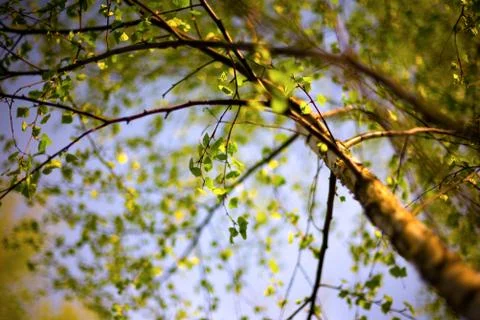 Young spring birch leaves on a light background Foto stock
