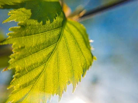 Young spring birch tree green leaf on summer daylight close up Stock Photos