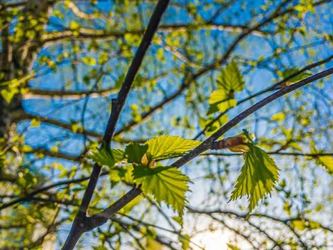 Young spring birch tree green leaves on blue sky background on summer daylight Stock Photos