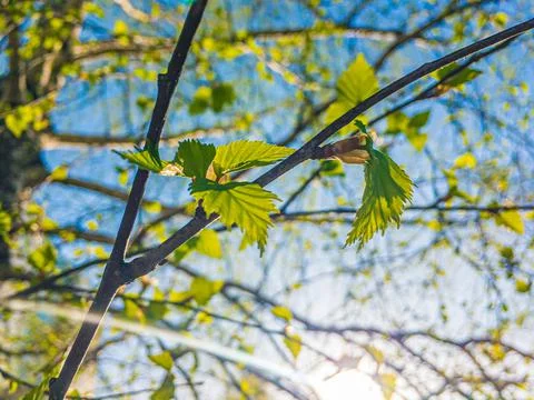 Young spring birch tree green leaves on blue sky background on summer daylight Stock Photos