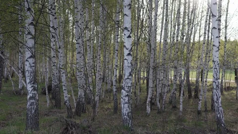 Young spring birches from down to up closeup view and sun on the background Stock Footage 109425480