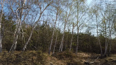 Young spring branch of birch sways in the wind. Видео 152658020