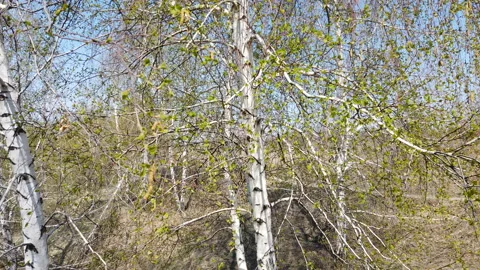 Young spring branch of birch sways in the wind. 스톡 동영상 152659243