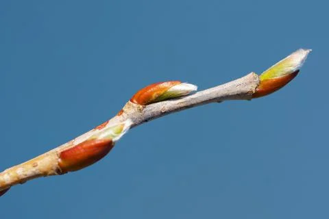 Young spring  buds on the tree branches. Springtime seasonal. Macro, close up Stock Photos