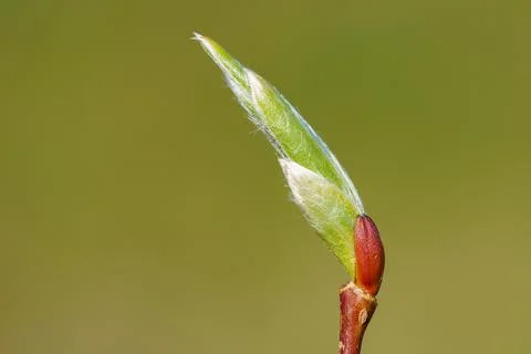 Young spring  buds on the tree branches on green background. Springtime seaso Stock Photos