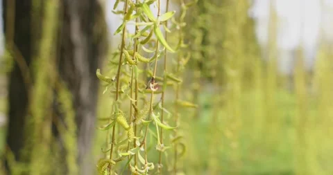 Young spring foliage on long hanging branches in the park Stock Footage 130434313