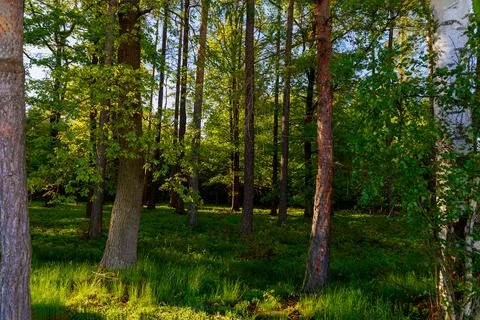 Young spring forest, green trees and grass. Beautiful landscape image of a Stock Photos