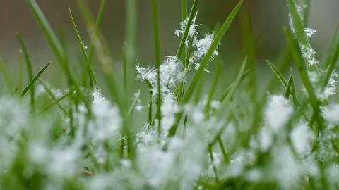 Young spring grass on which snow falls. Video stock 126858903
