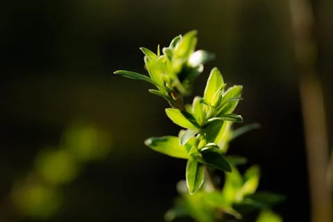 Young Spring green buds on the tree branches. Springtime seasonal macro close up Stock Photos