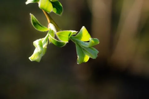 Young Spring green buds on the tree branches. Springtime seasonal macro close up Stock Photos