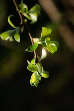 Young Spring green buds on the tree branches. Springtime seasonal macro close up Stock Photos