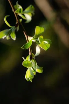 Young Spring green buds on the tree branches. Springtime seasonal macro close up Stock Photos