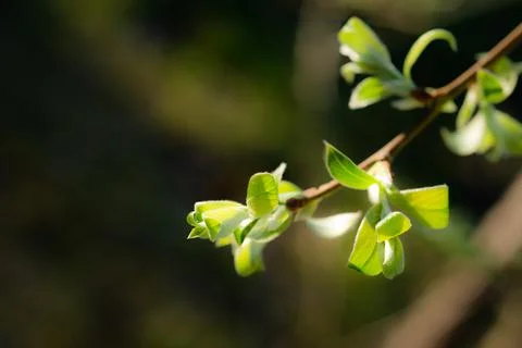 Young Spring green buds on the tree branches. Springtime seasonal macro close up Stock Photos
