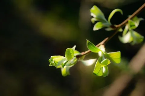 Young Spring green buds on the tree branches. Springtime seasonal macro close up Stock Photos