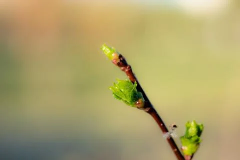 Young Spring green buds on the tree branches. Springtime seasonal macro close up Stock Photos