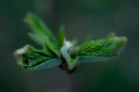 Young Spring green buds on the tree branches. Springtime seasonal macro close up Stock Photos