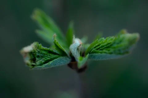 Young Spring green buds on the tree branches. Springtime seasonal macro close up Stock Photos
