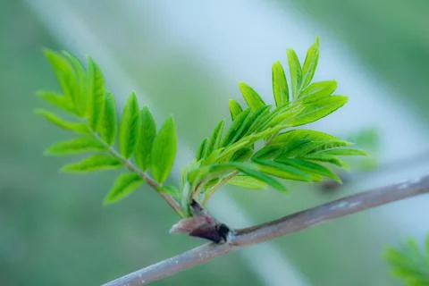 Young Spring green buds on the tree branches. Springtime seasonal macro close up Stock Photos