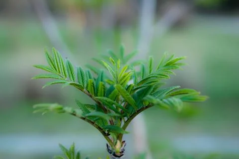 Young Spring green buds on the tree branches. Springtime seasonal macro close up Stock Photos