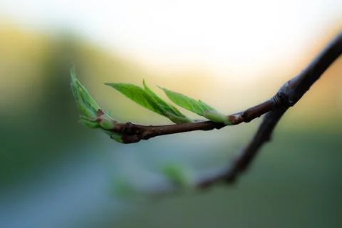 Young Spring green buds on the tree branches. Springtime seasonal macro close up Stock Photos