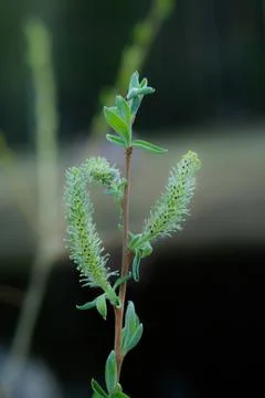 Young Spring green buds on the tree branches. Springtime seasonal macro close up Stock Photos
