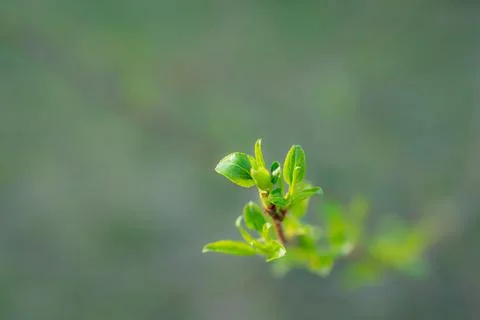 Young Spring green buds on the tree branches. Springtime seasonal macro close up Stock Photos