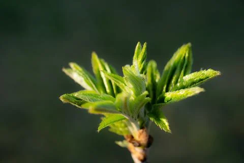 Young Spring green buds on the tree branches. Springtime seasonal macro close up Stock Photos