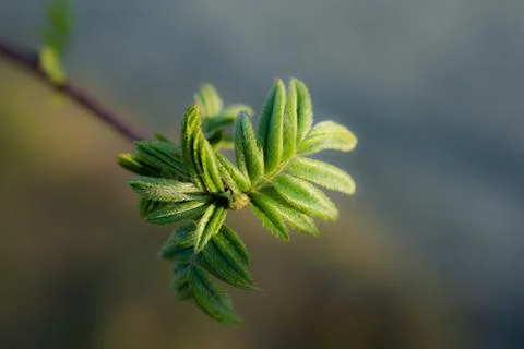 Young Spring green buds on the tree branches. Springtime seasonal macro close up Stock Photos