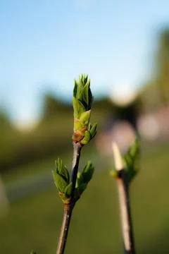 Young Spring green buds on the tree branches. Springtime seasonal macro close up Stock Photos