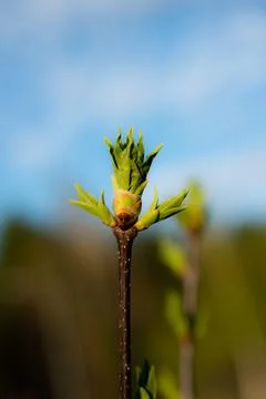 Young Spring green buds on the tree branches. Springtime seasonal macro close up Stock Photos