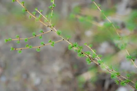 Young Spring green buds on the tree branches. Springtime seasonal macro close up Stock Photos
