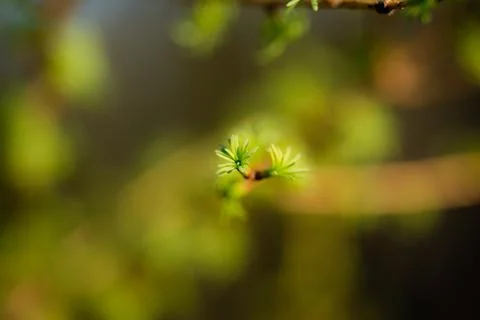 Young Spring green buds on the tree branches. Springtime seasonal macro close up Stock Photos