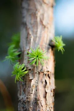 Young Spring green buds on the tree branches. Springtime seasonal macro close up Stock Photos