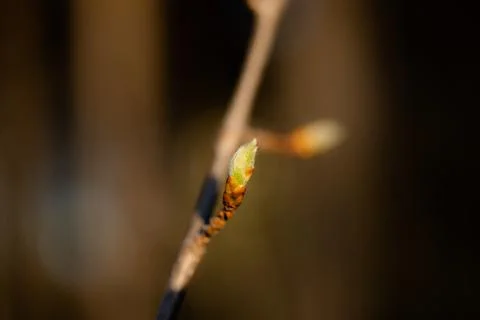 Young Spring green buds on the tree branches. Springtime seasonal macro close up Stock Photos
