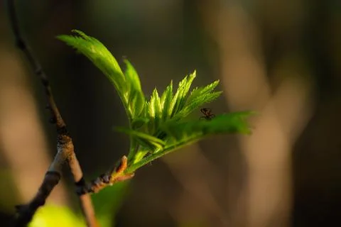 Young Spring green buds on the tree branches. Springtime seasonal macro close up Stock Photos