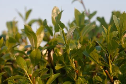 Young spring green foliage Stock Photos