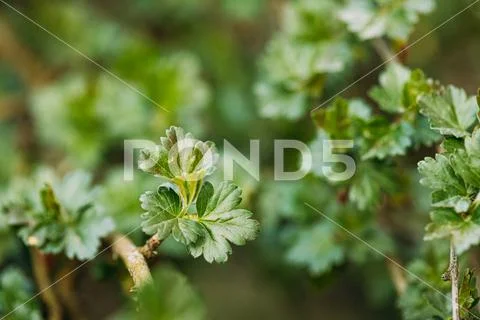 Young Spring Green Leaf Leaves Of Gooseberry, Ribes Uva-crispa Growing In Branch Stock Photos