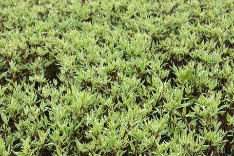Young spring green leaves pattern background Stock Photos