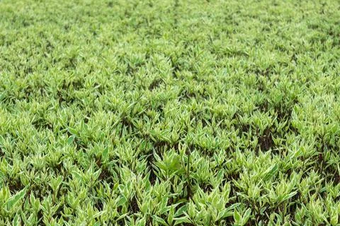 Young spring green leaves pattern background Foto stock