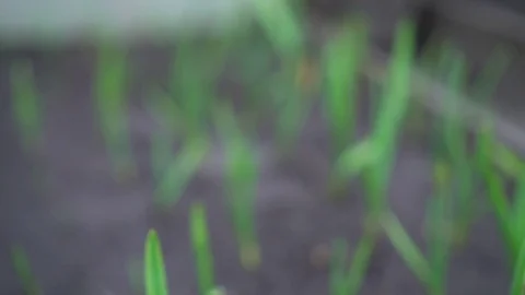 Young spring green onions growing in the ground. Close up Video stock 75687632