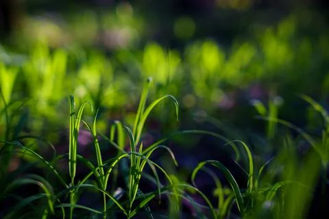 A young spring lawn Stock Photos