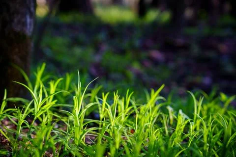 A young spring lawn Stock Photos