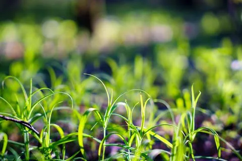 A young spring lawn Foto stock