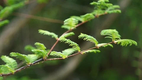 Young spring leaves on branch tip of Dawn Redwood tree in mild wind, 4K Stock Footage 106948466