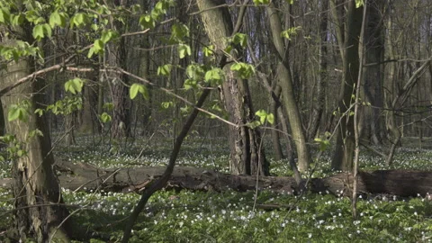 Young spring leaves in a forest full of anemones, 8K Stock Footage 164182503
