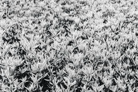 Young spring leaves, grayscale pattern background Stock Photos