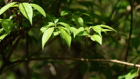 Young spring leaves of Japan native shrub Deutzia Scabra in gentle wind, 4K Stock Footage 106950244