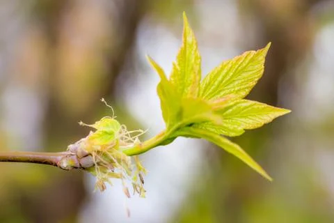 Young spring leaves 写真素材